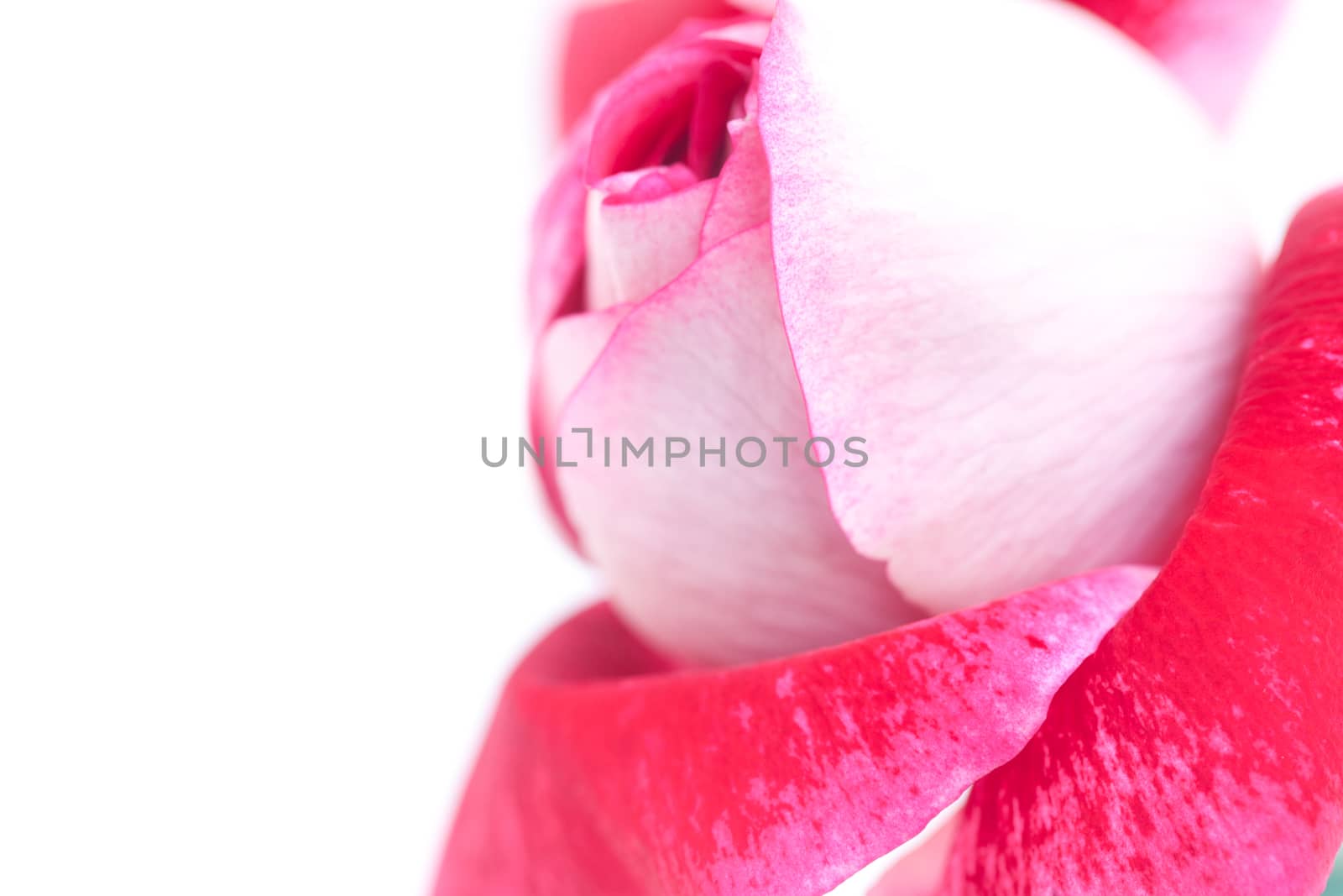 unusual beautiful red rose in a vase