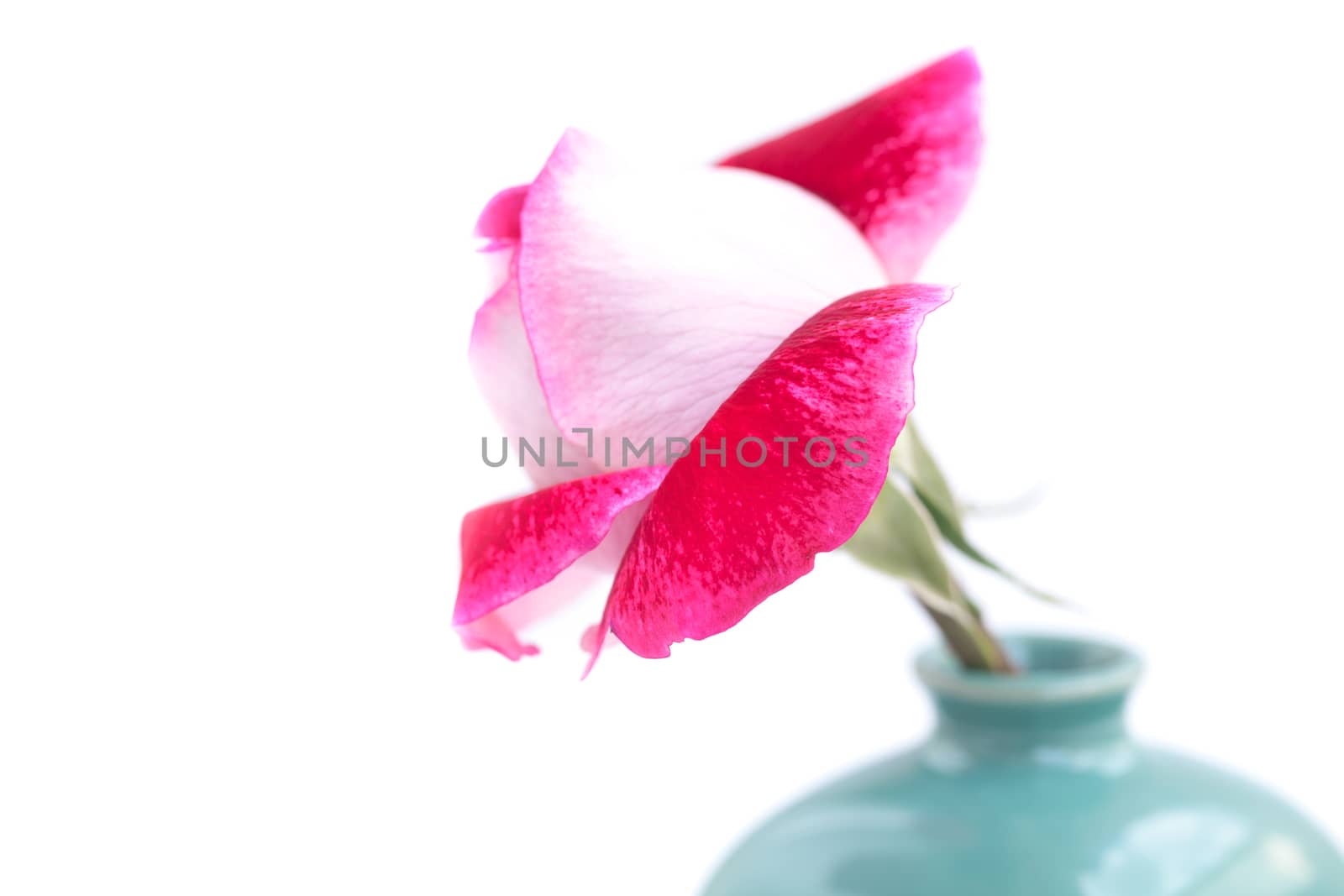 unusual beautiful red rose in a vase