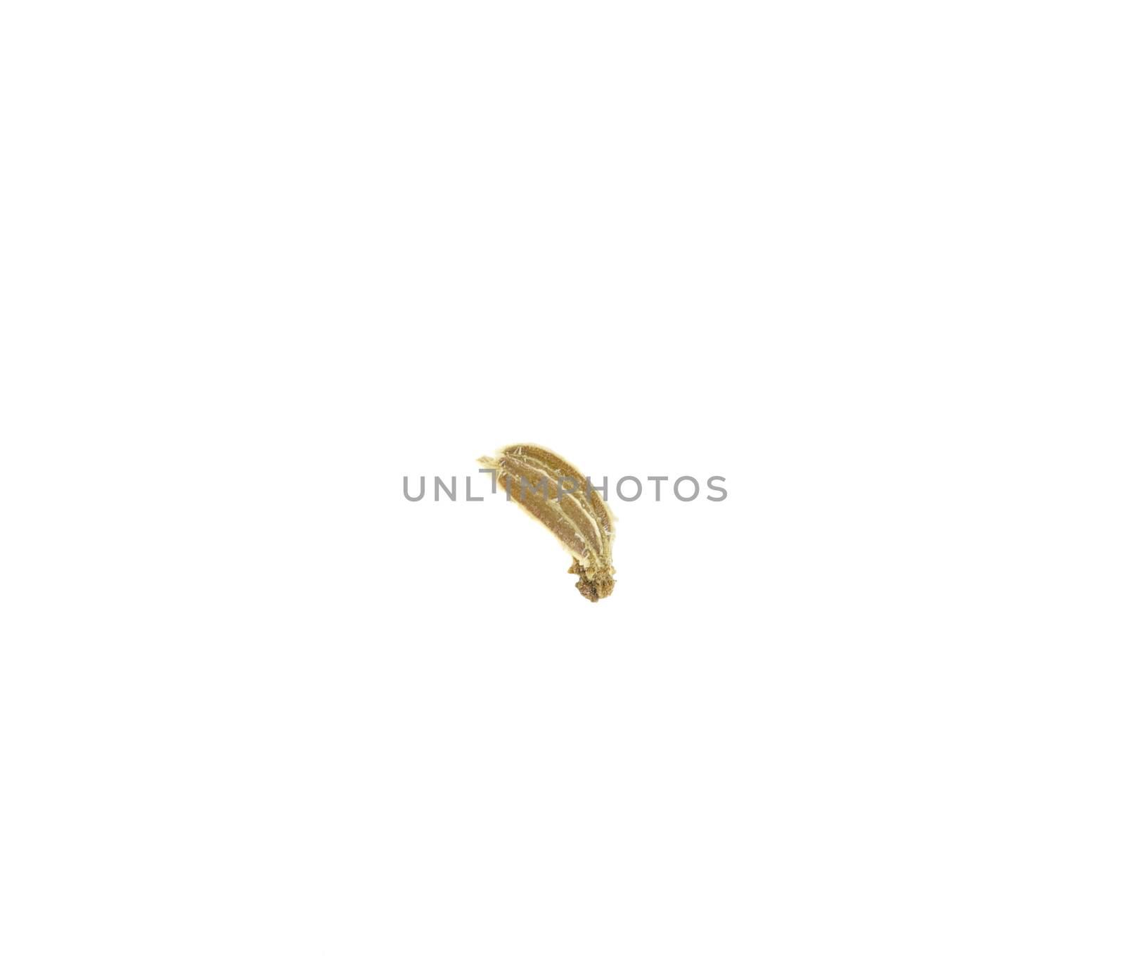 Macro of a carrot seed isolated on white background