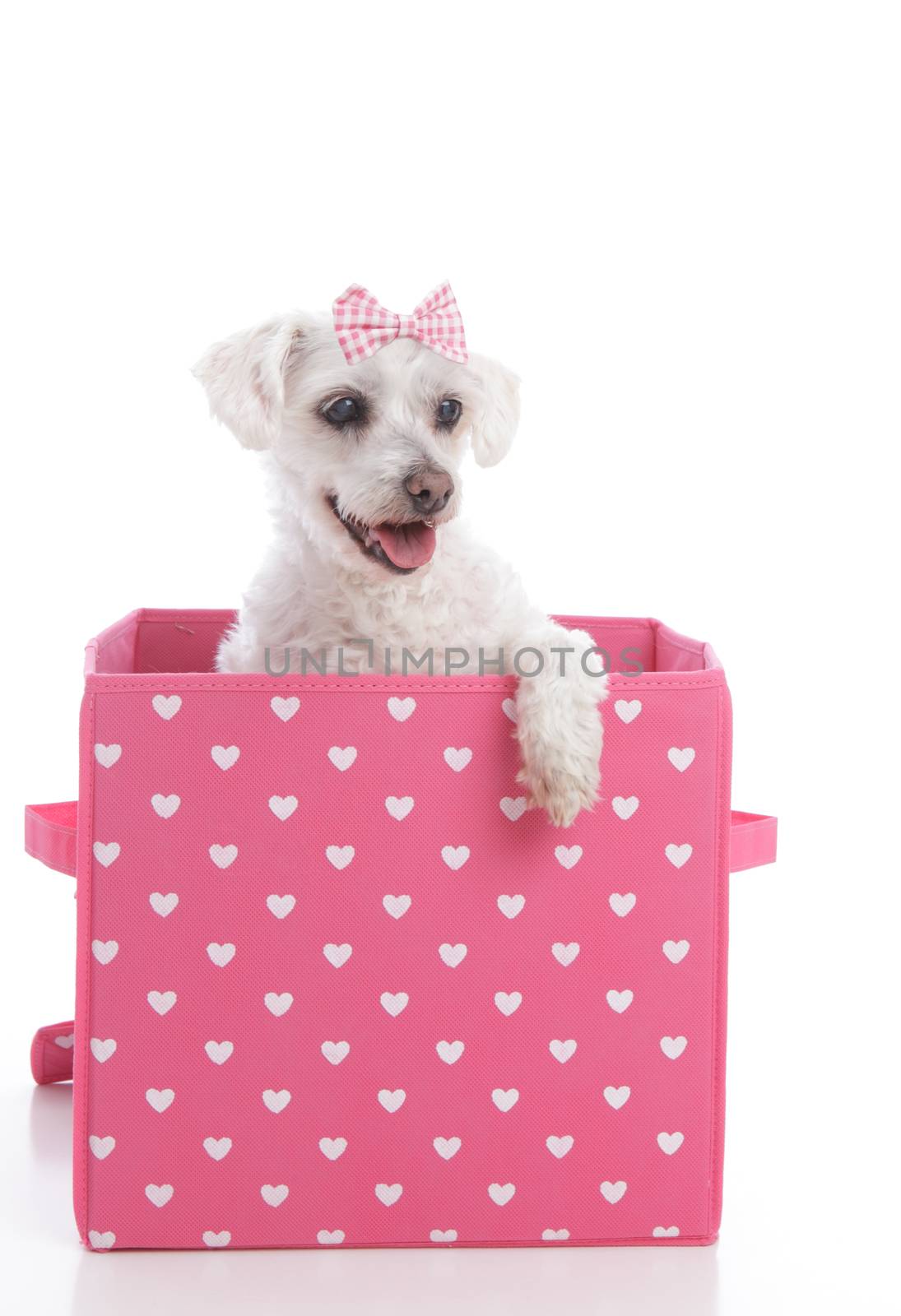 Cute little dog in a pink and white love heart box by lovleah
