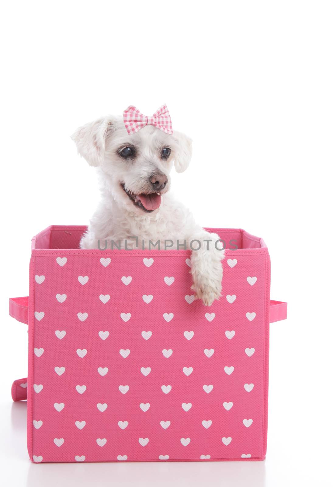 Adorable little white dog in a pink and white heart box.