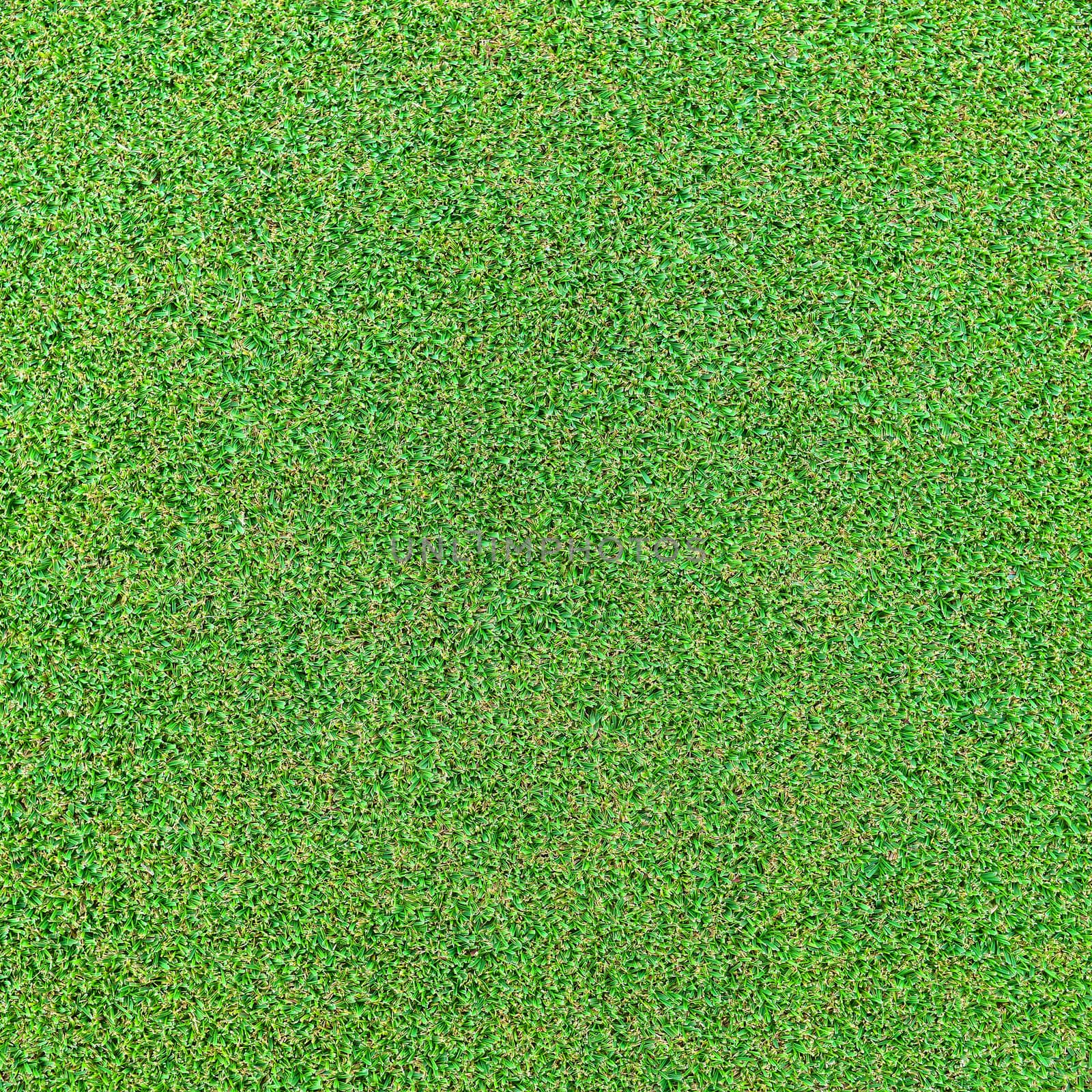 Grass by antpkr