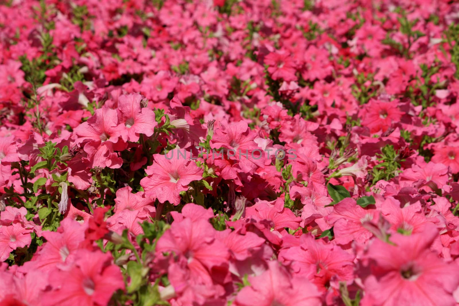 hibiscuses meadow