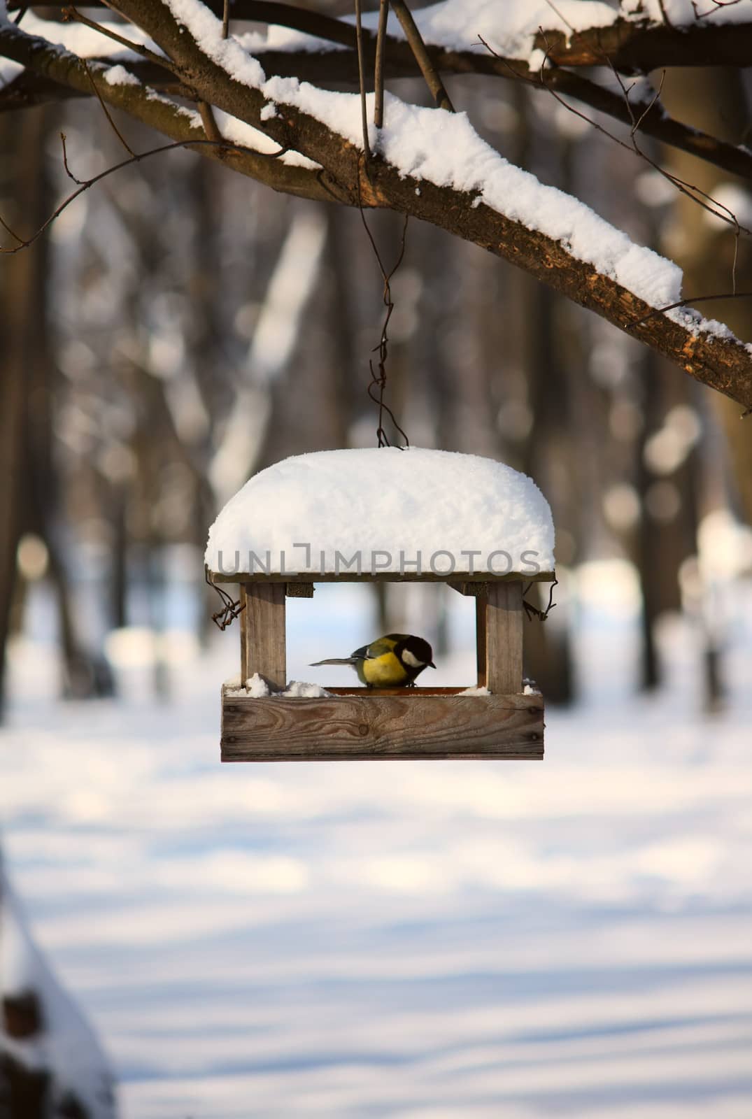 Titmouse near the feeder in a winter park