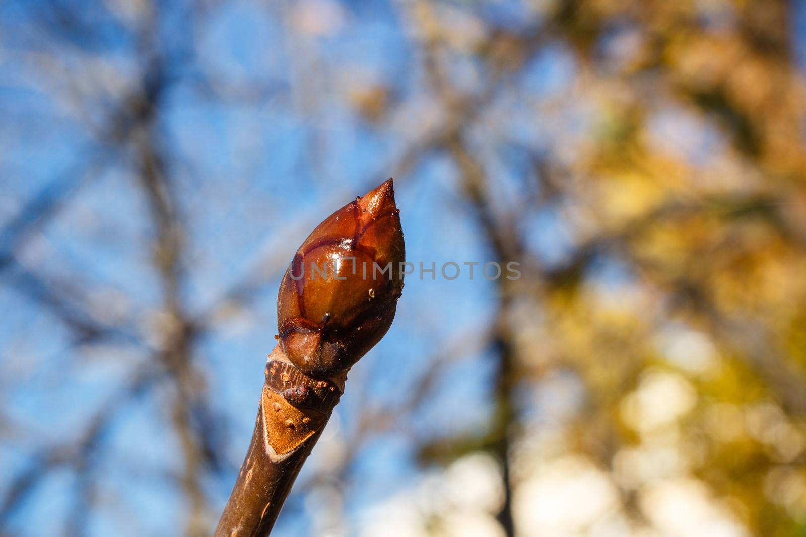 Tree bud closeup shot on a sunny afternoon on street