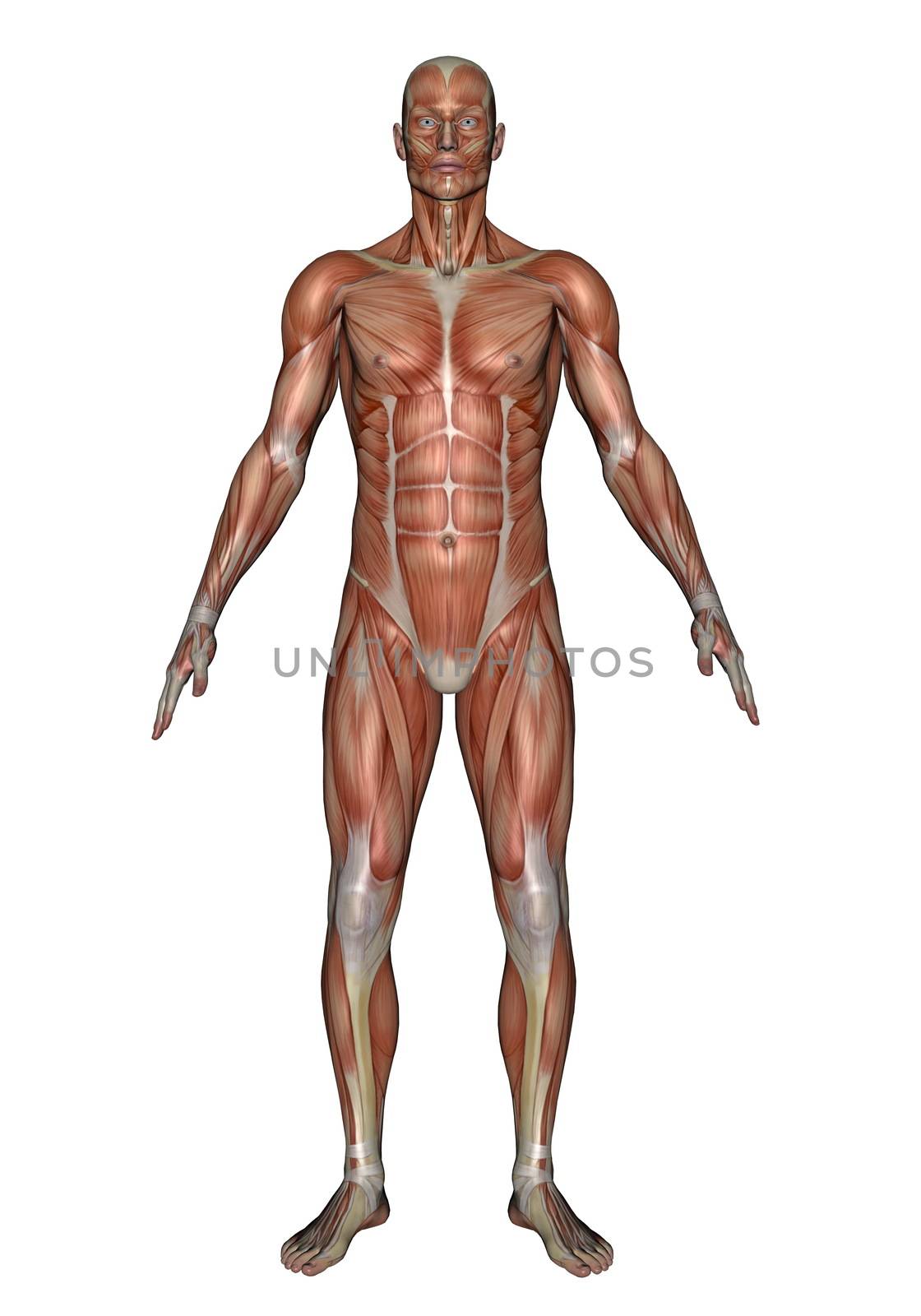 Realistic front muscles of man isolated in white background
