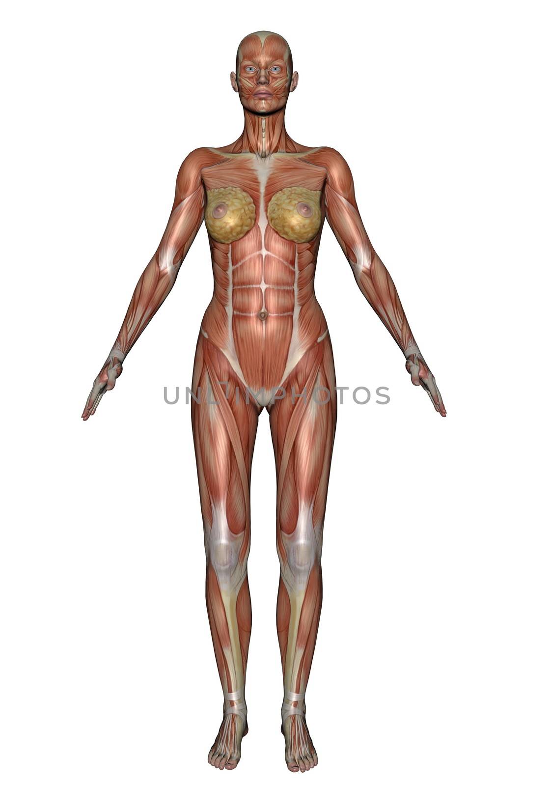 Realistic front muscles of woman isolated in white background