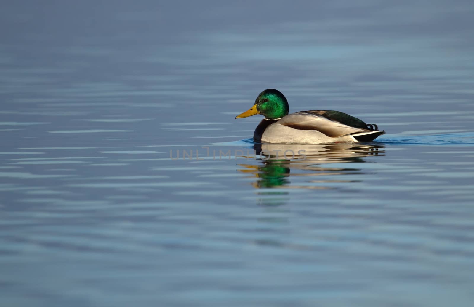 Male mallard duck floating quietly on the water pond