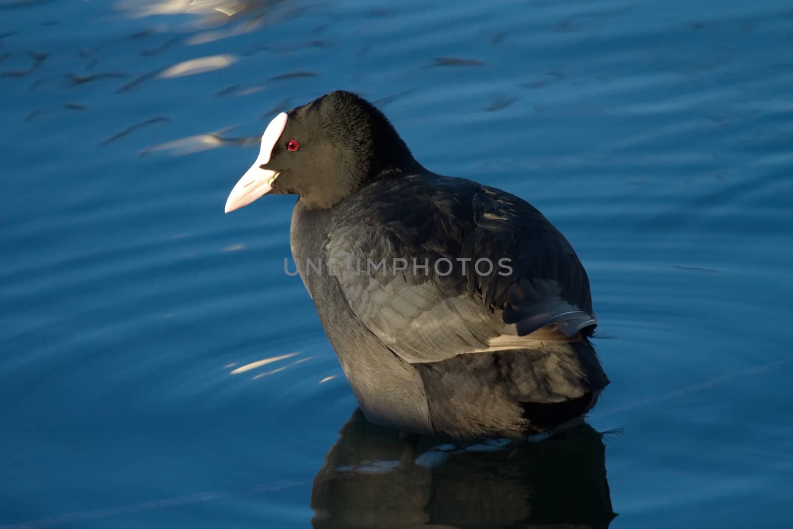 Close up of one quiet coot standing on a rope in the water lake