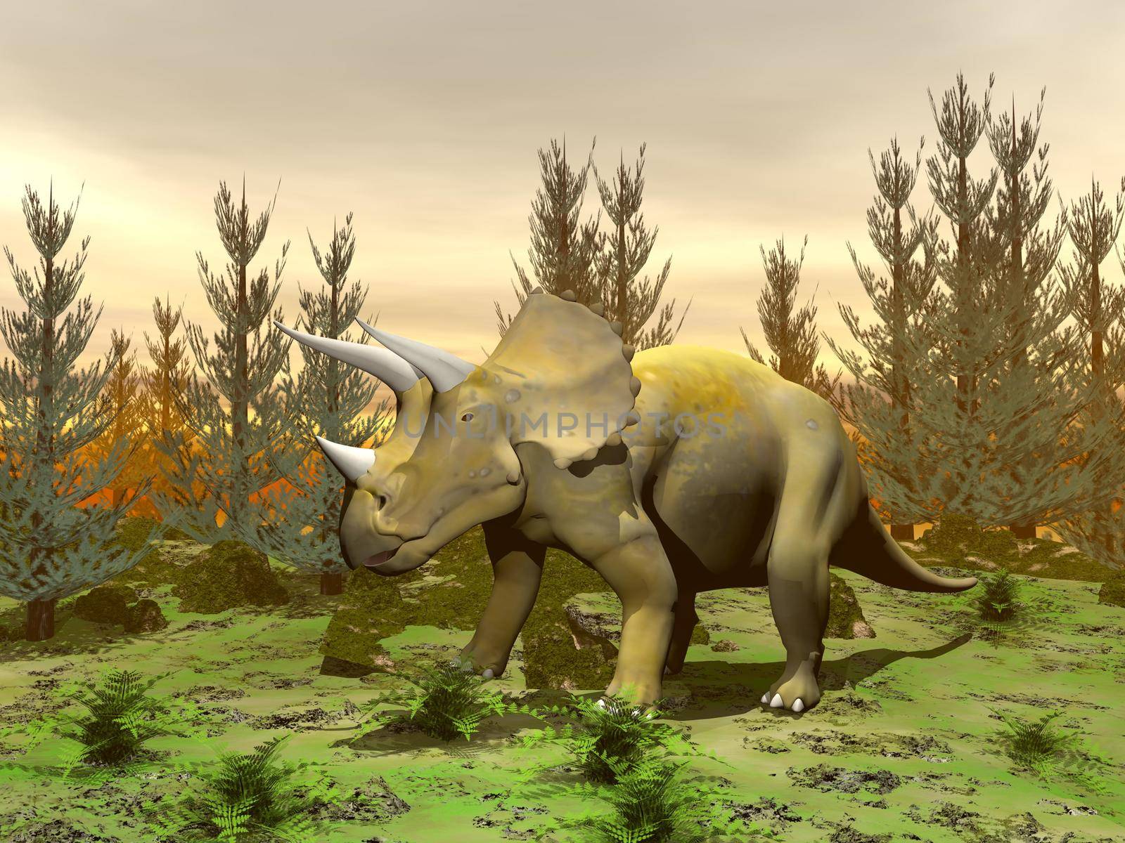 One triceratops dinosaur standing in nature with green grass and fir trees by sunset