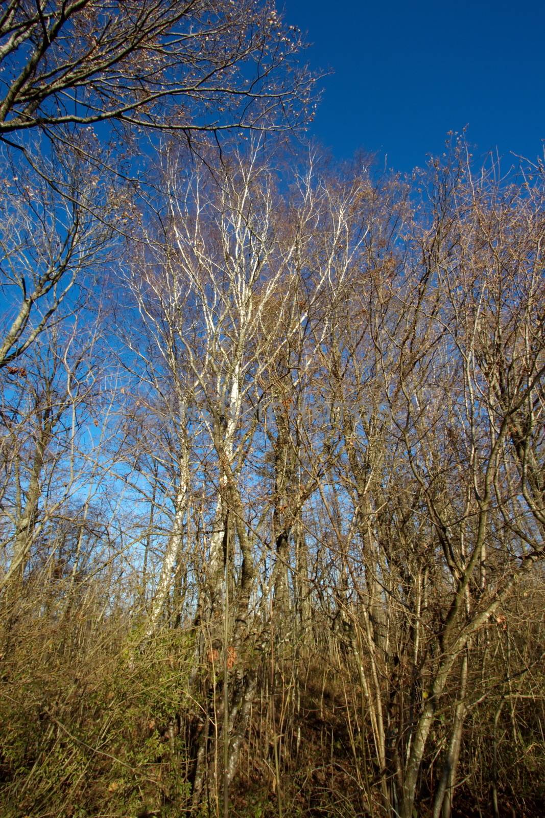 Trunks in the forest by beautiful deep blue winter day