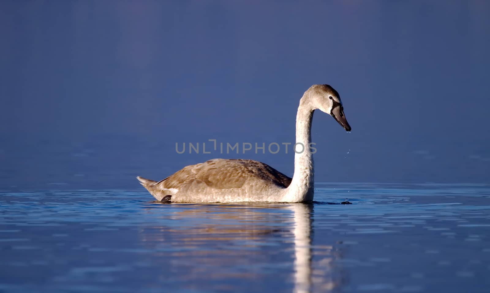 Young mute swan on water by Elenaphotos21