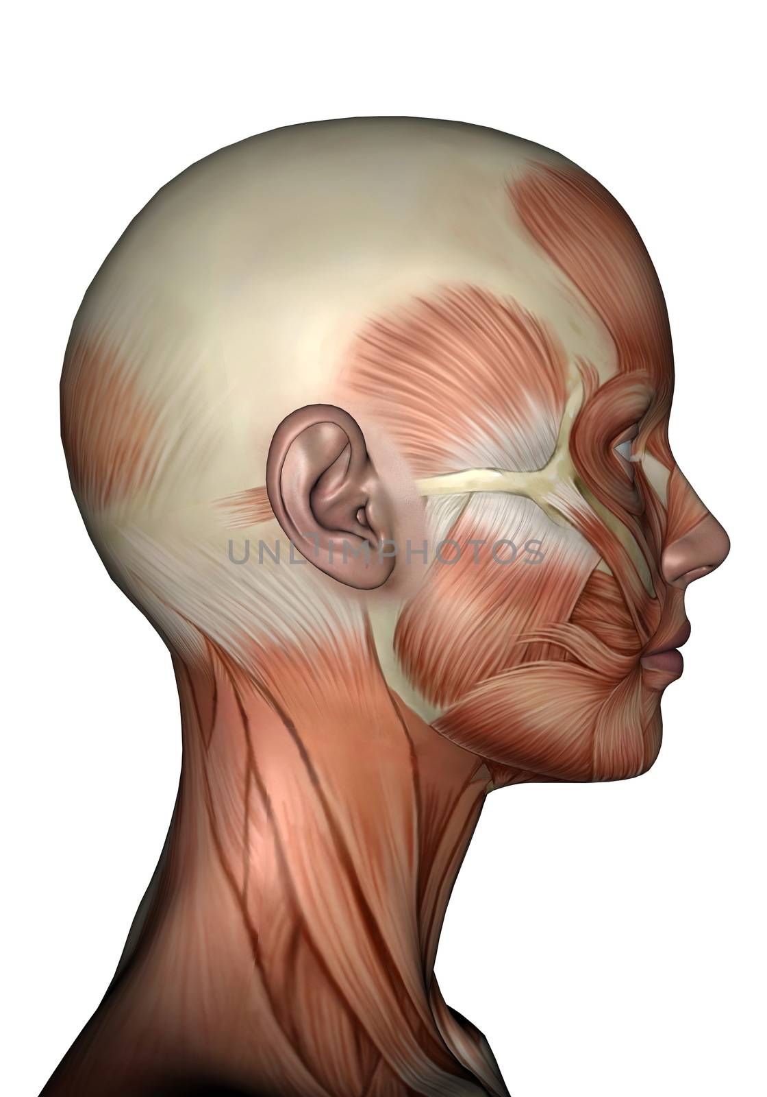 Realistic profile head muscles of woman isolated in white background