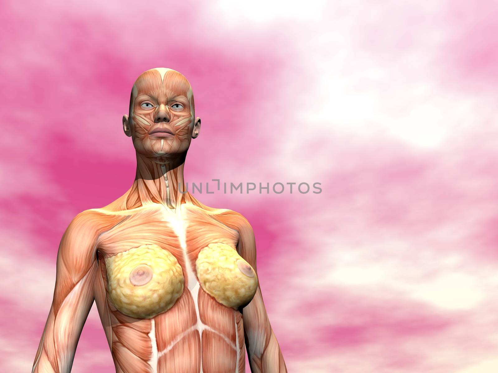 Muscles of woman - 3D render by Elenaphotos21