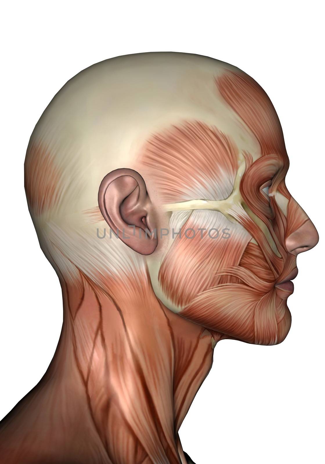 Profile head muscles of man - 3D render by Elenaphotos21