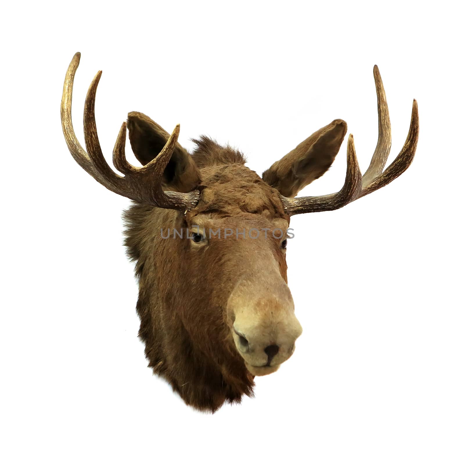 Moose head on a white background (Alces alces), isolated