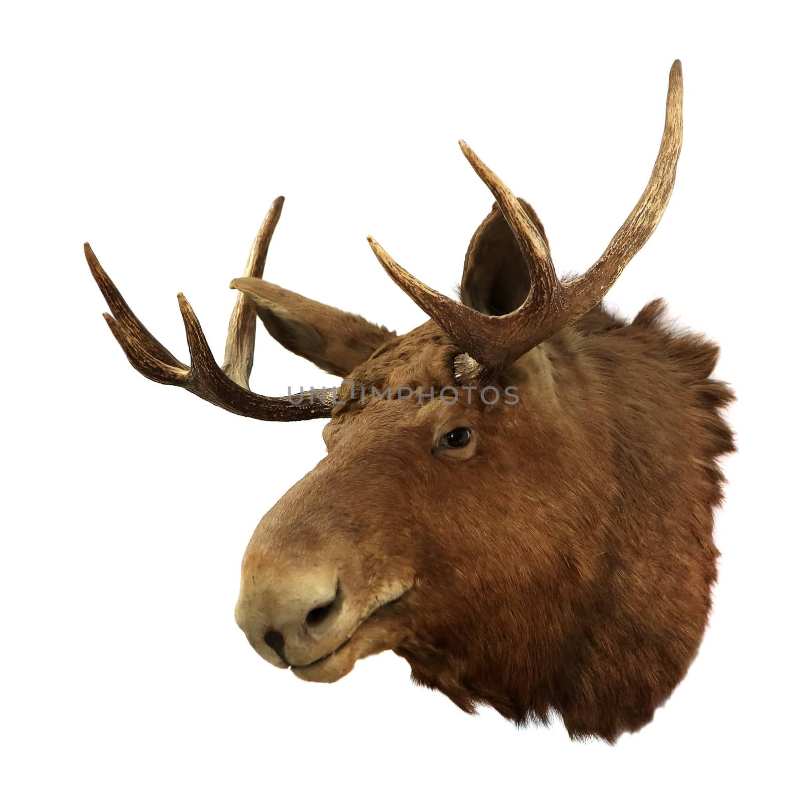 Moose head on a white background (Alces alces), isolated

