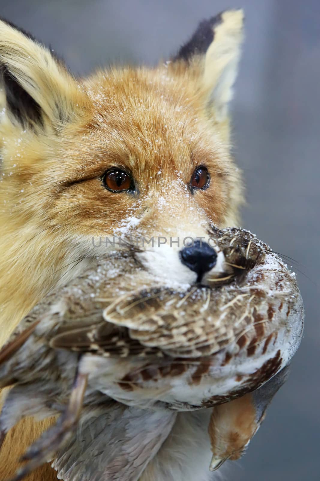 Portrait of a fox. Fox keeps quail in its mouth (vulpes).