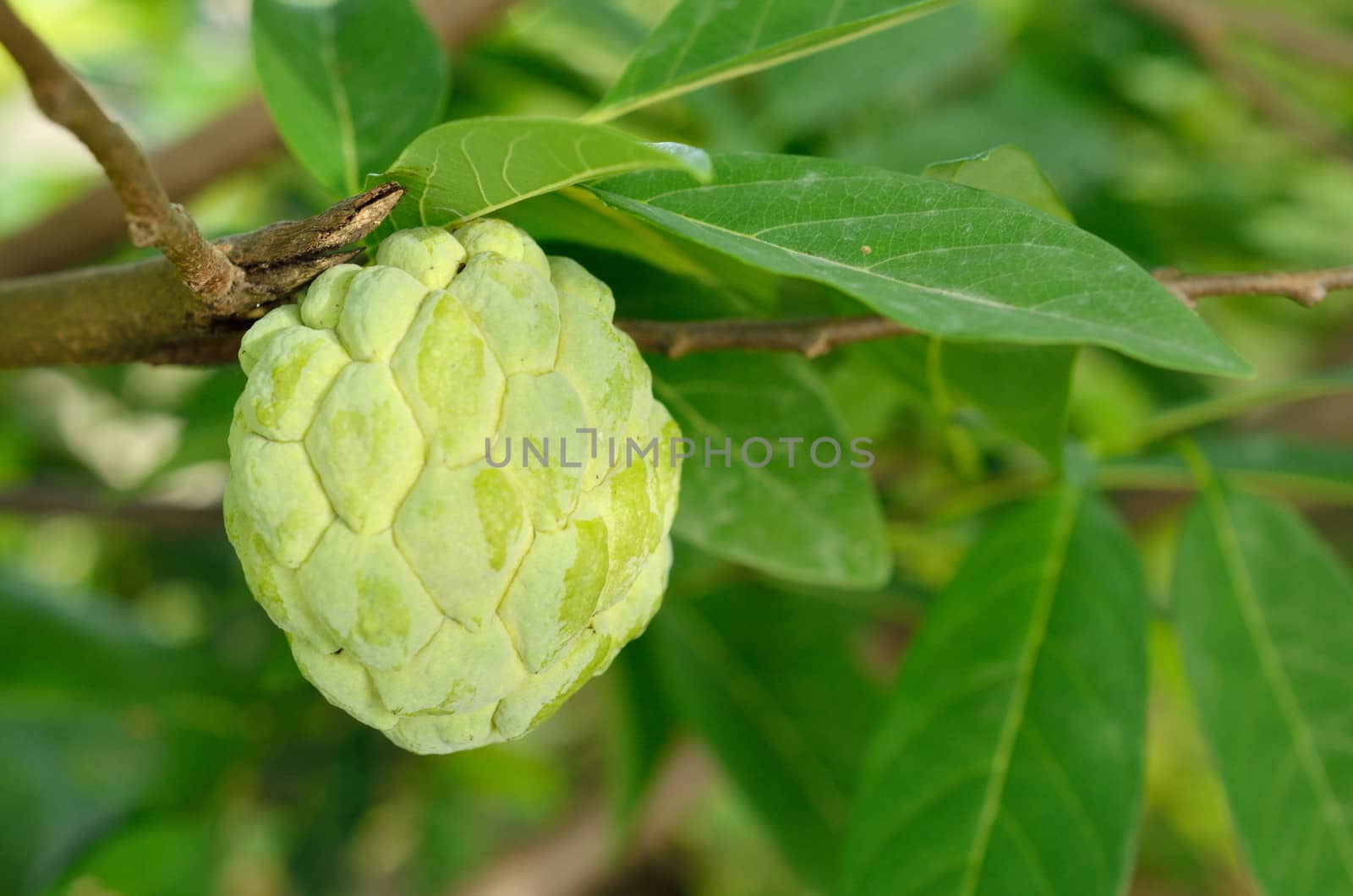 Custard apple