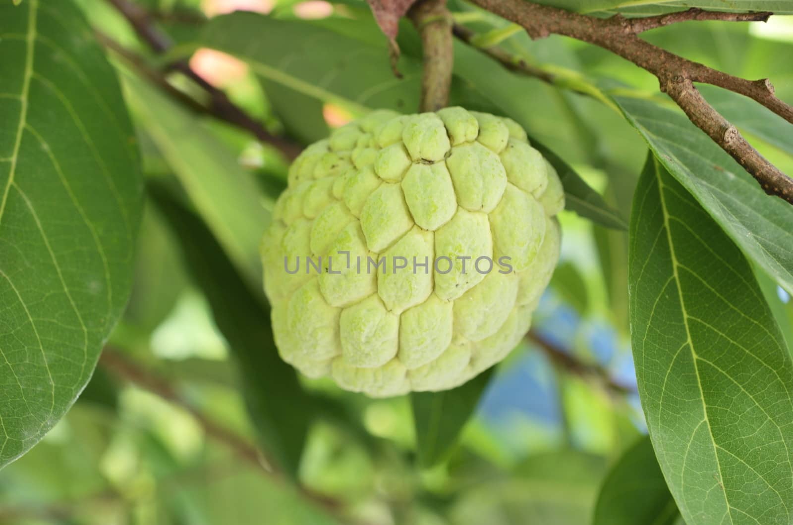 Custard apple