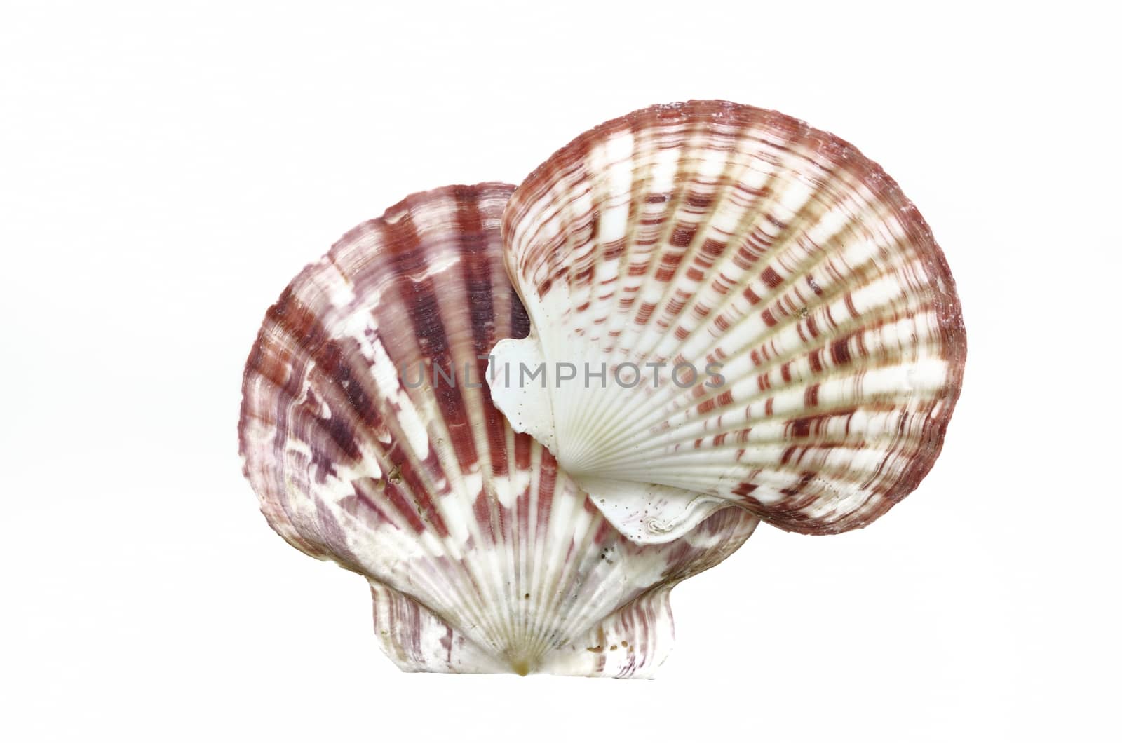 sea shells isolated on white background