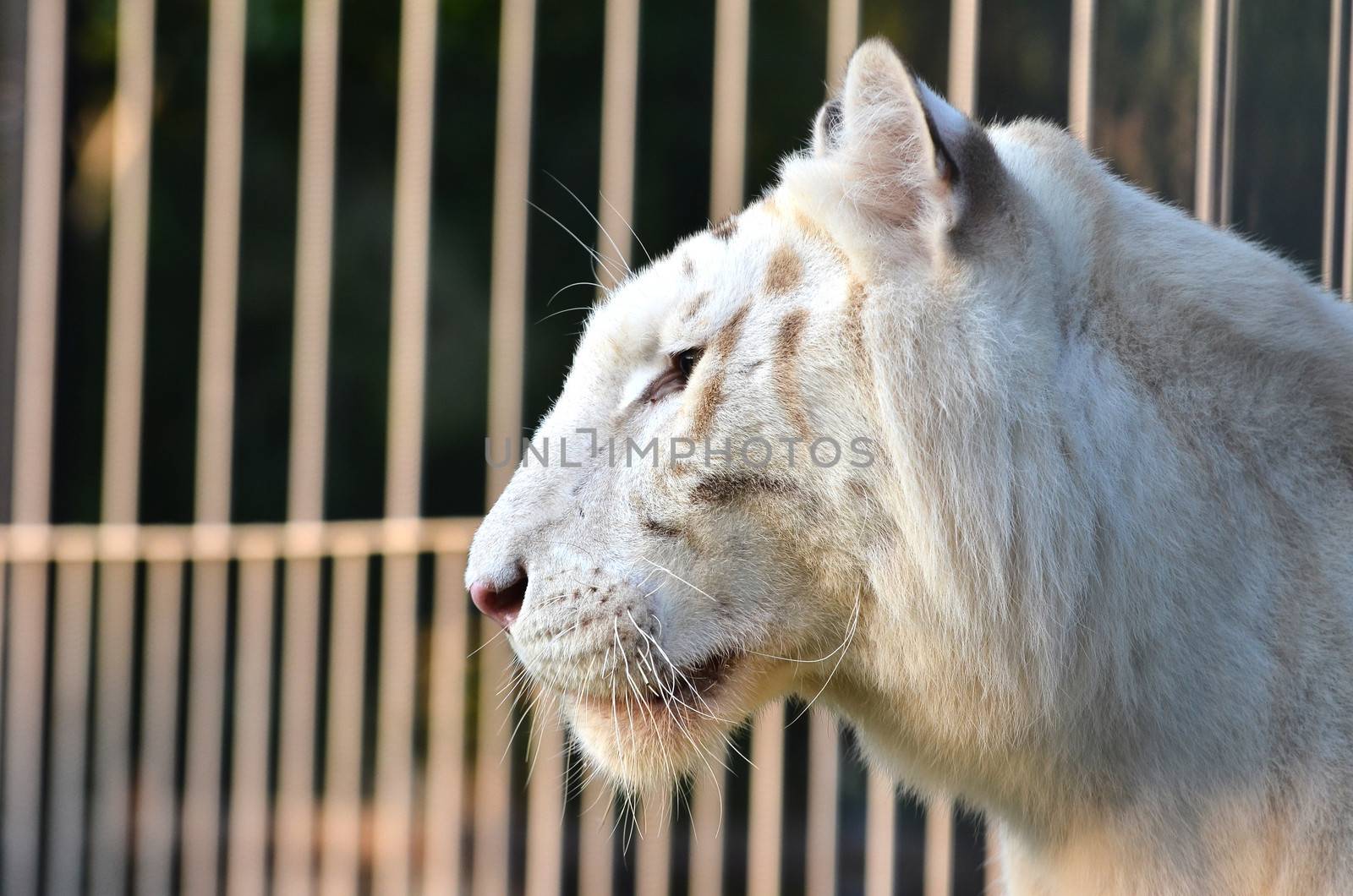 white tiger and cage in the background