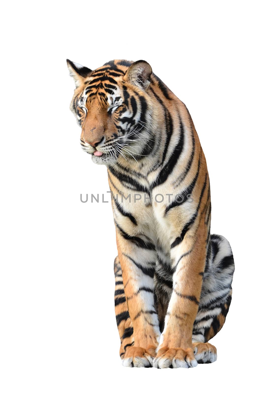 bengal tiger isolated on white background