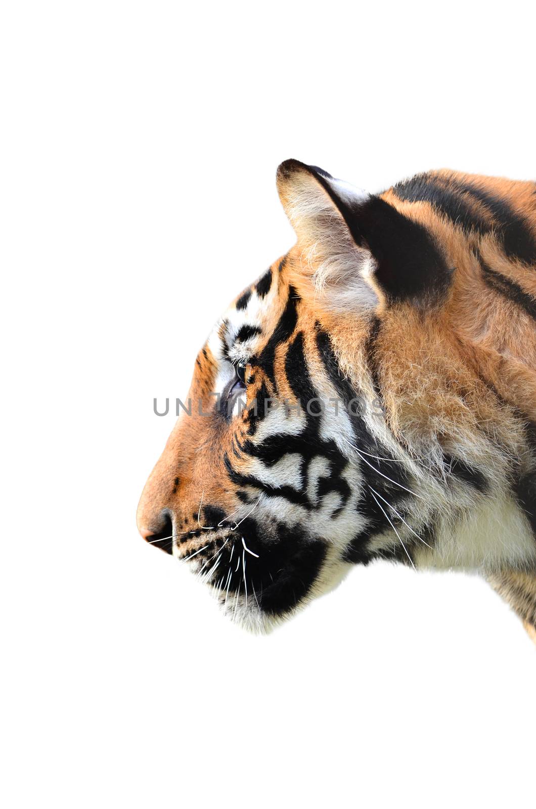 tiger head isolated on white background