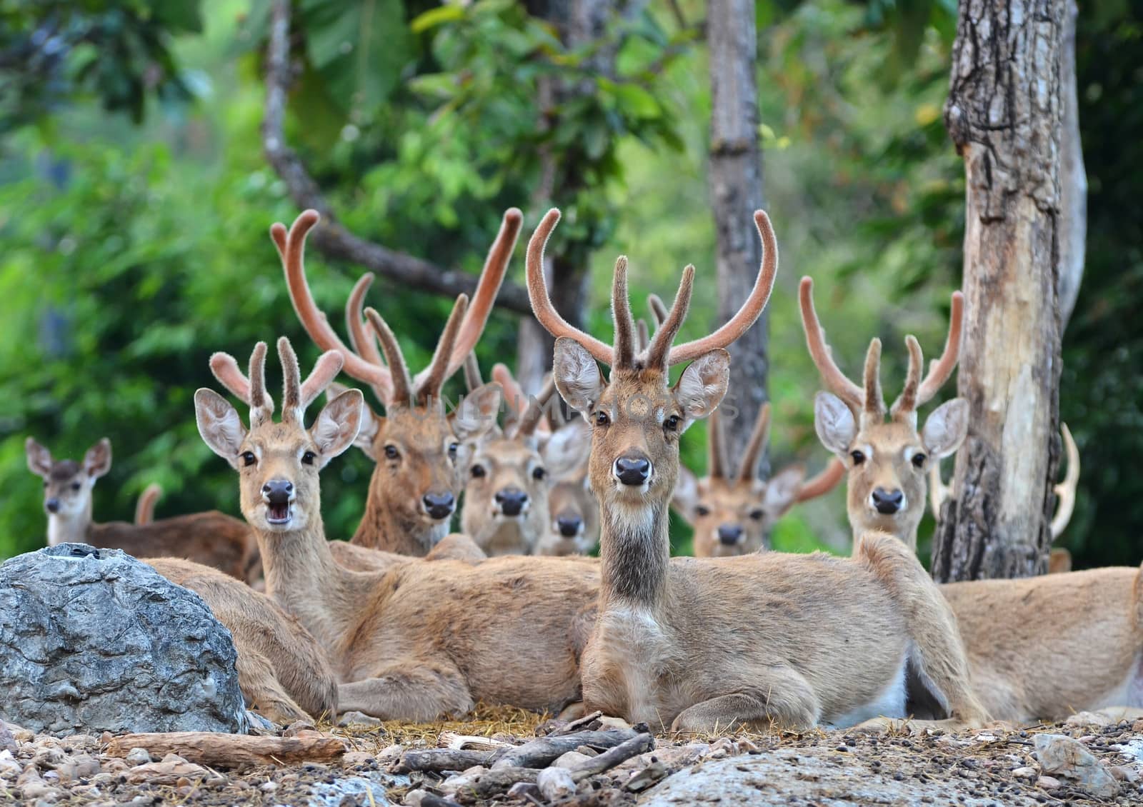 group of eld's deer resting in the forest