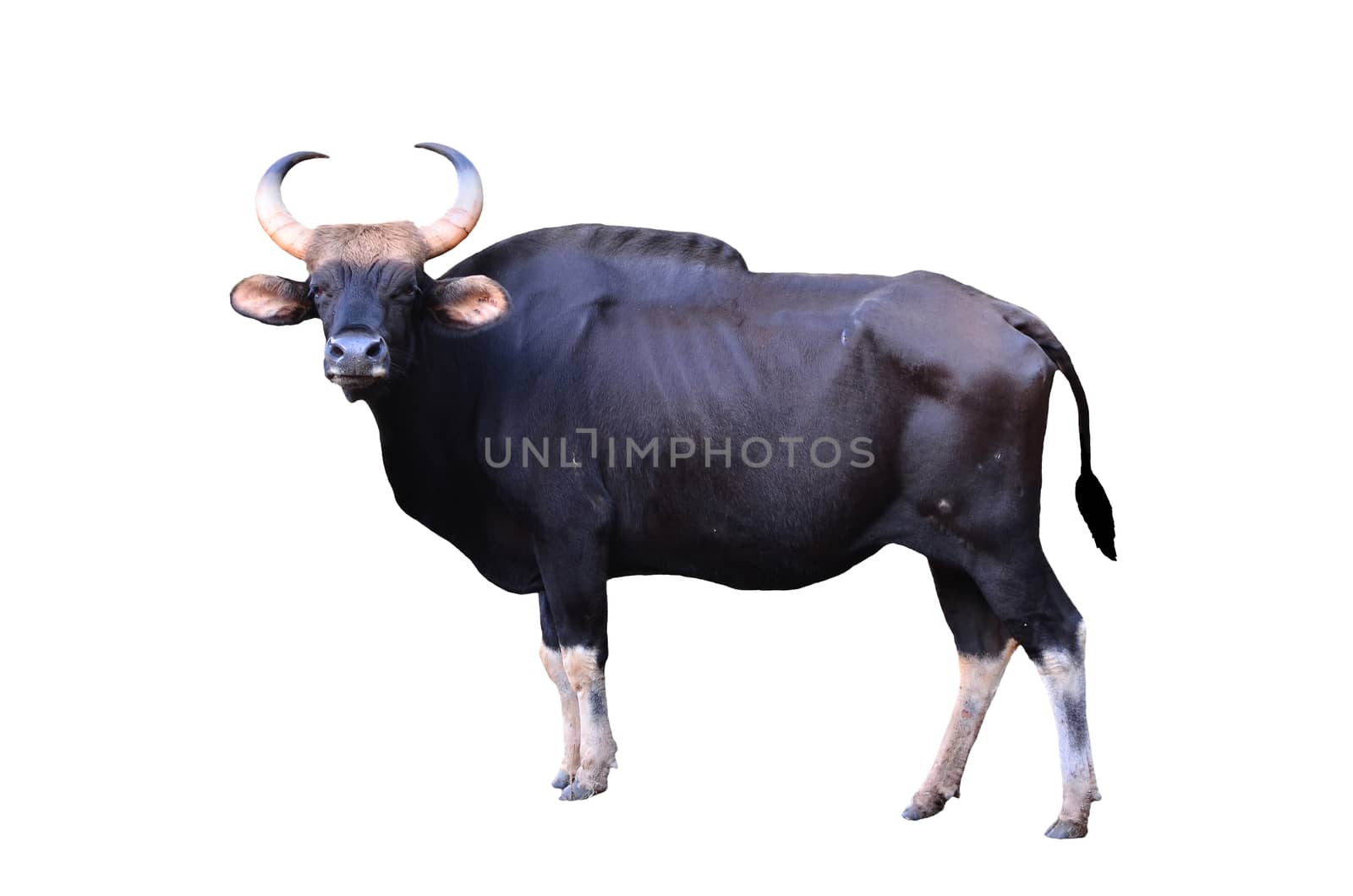gaur isolated on white background