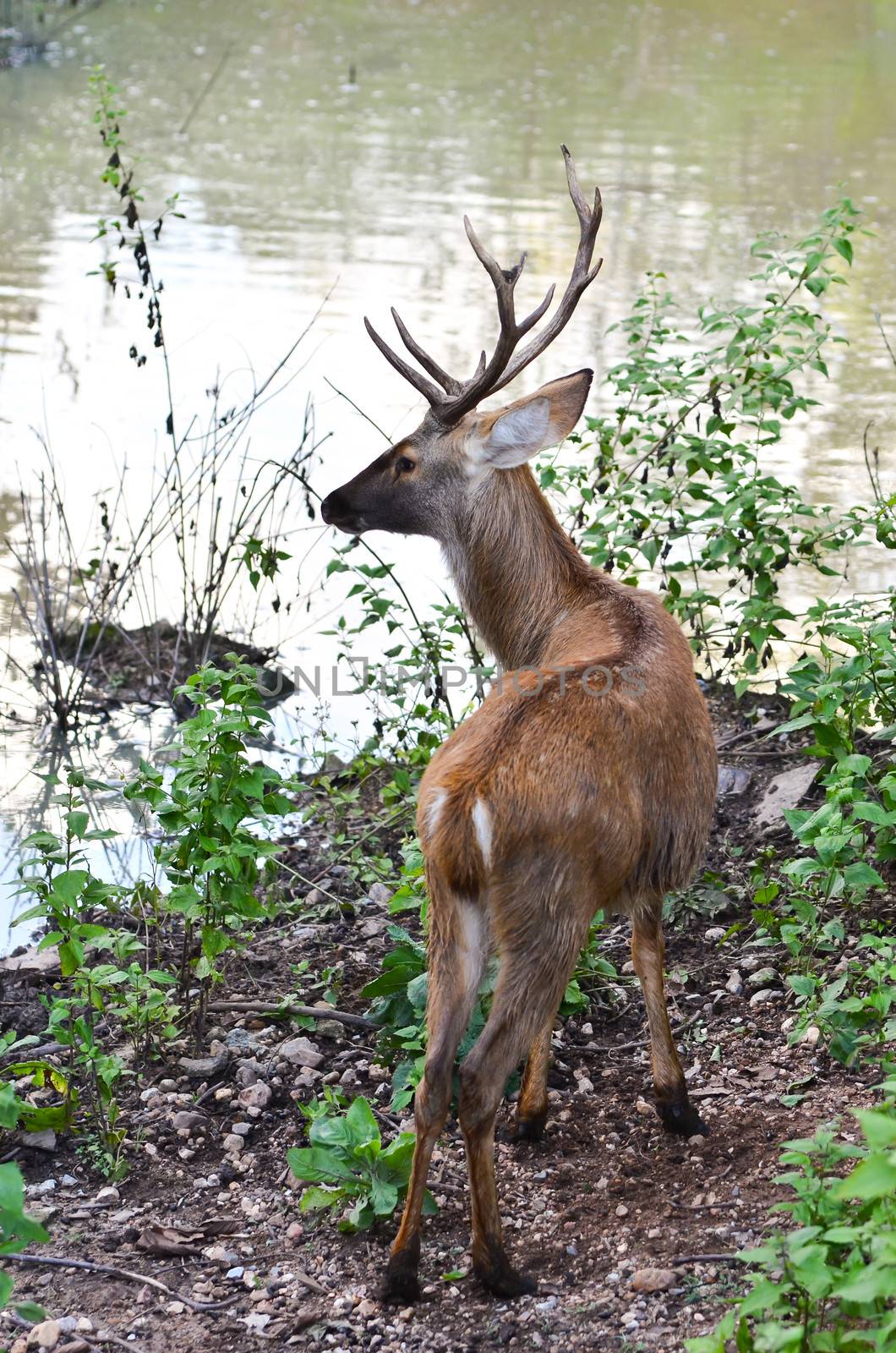 male barasingha stand near swamp