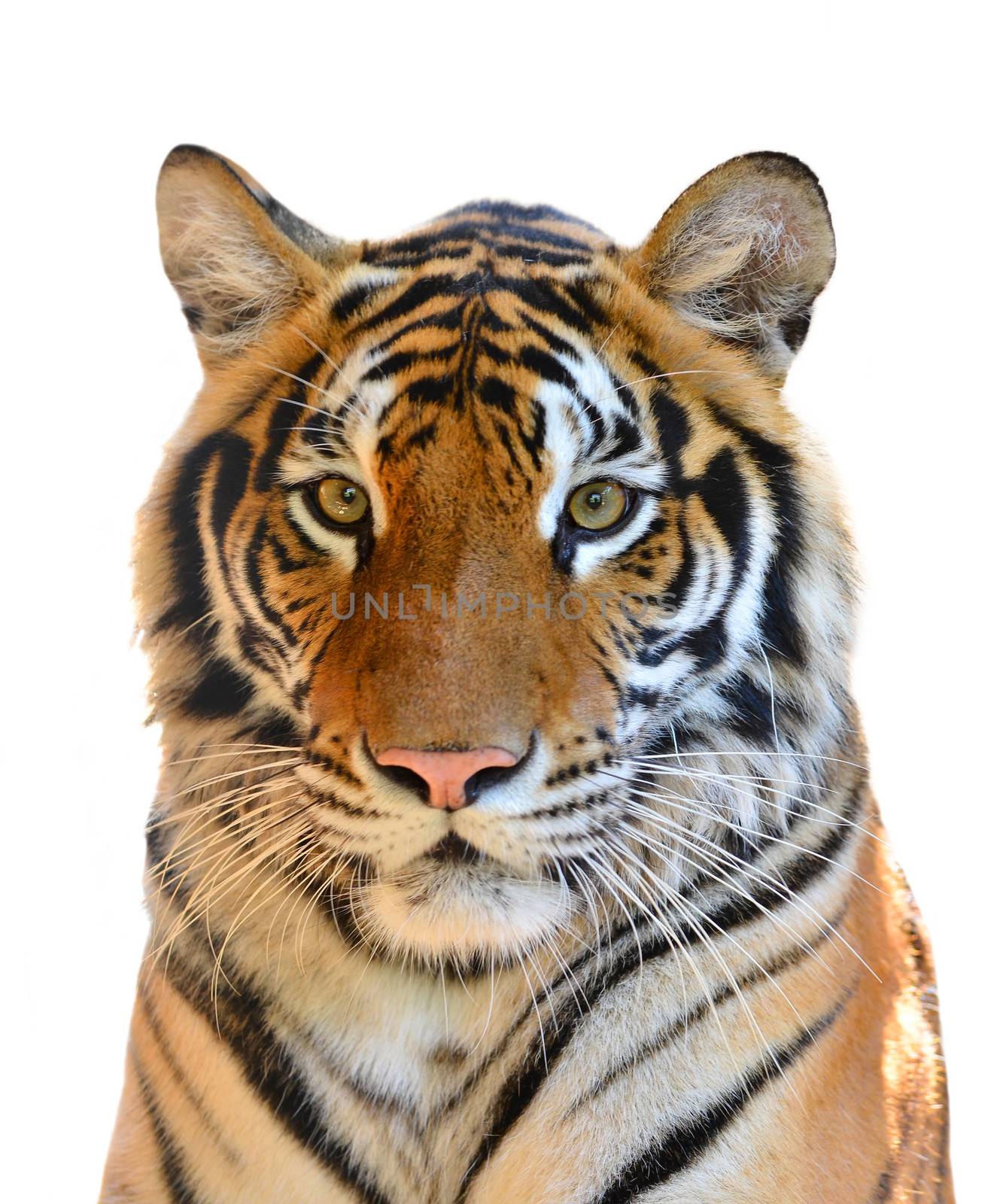 tiger head isolated on white background