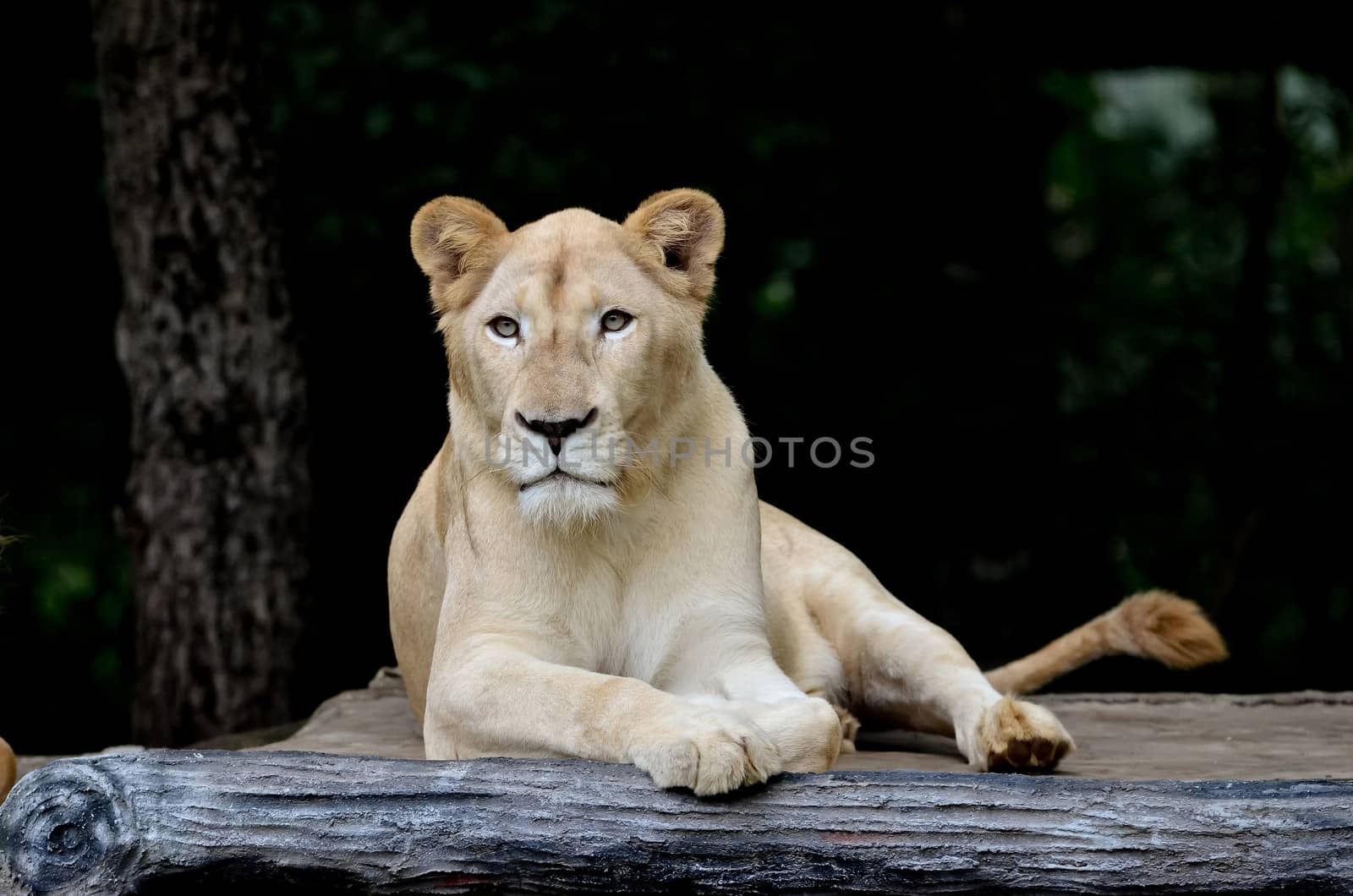 female white lion lying on stretcher