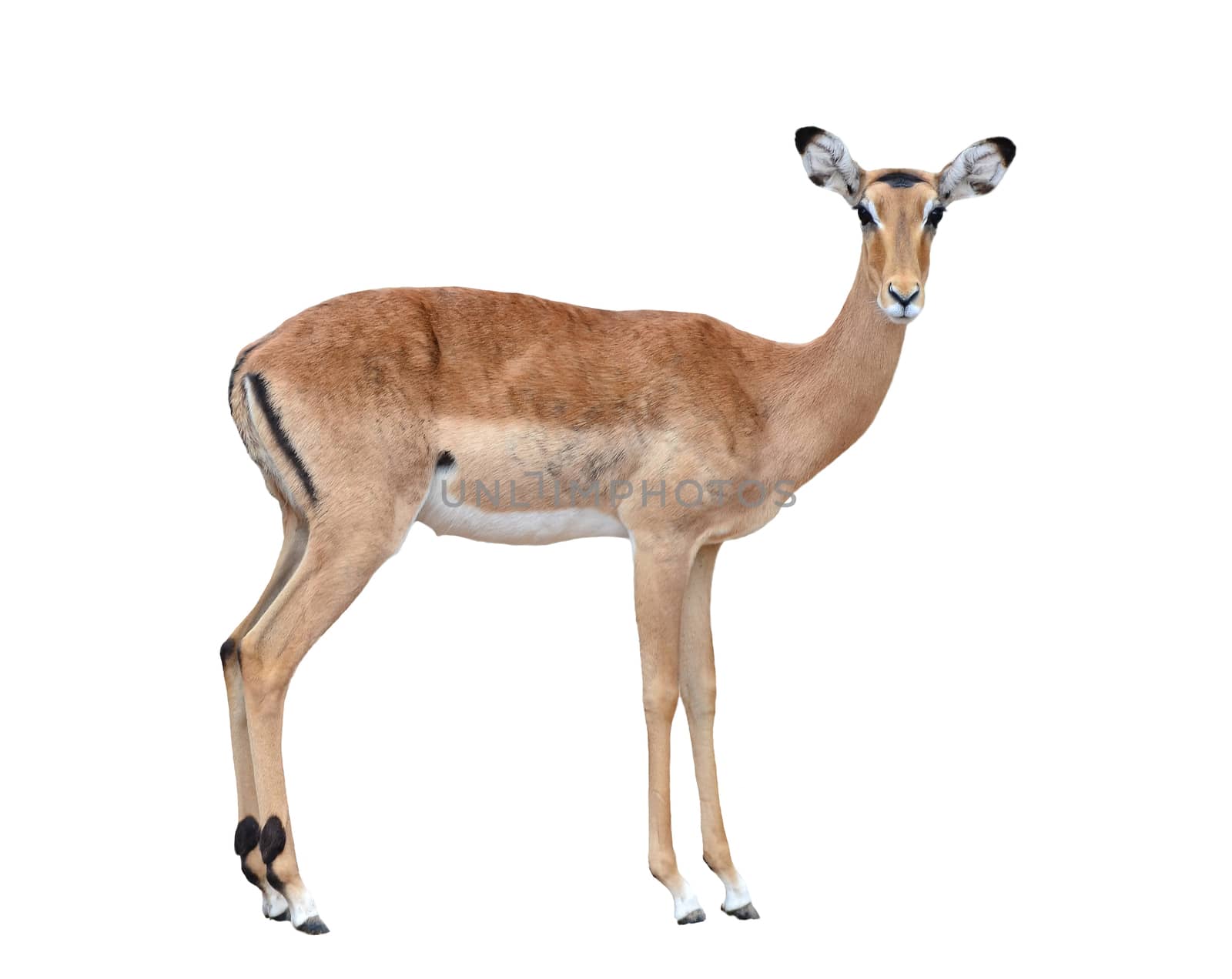 female impala isolated on white background
