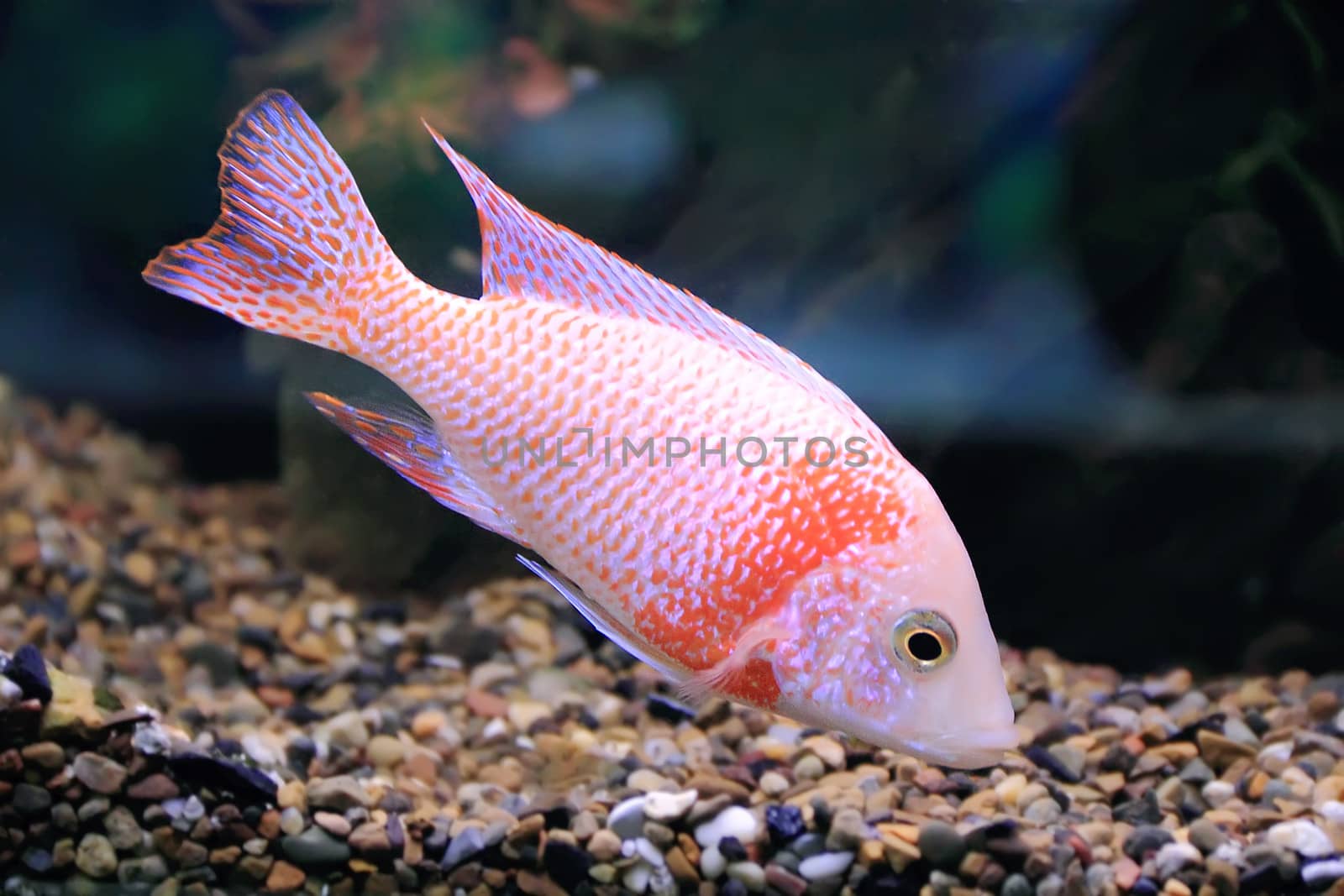 Image of aquarium fish in blue water