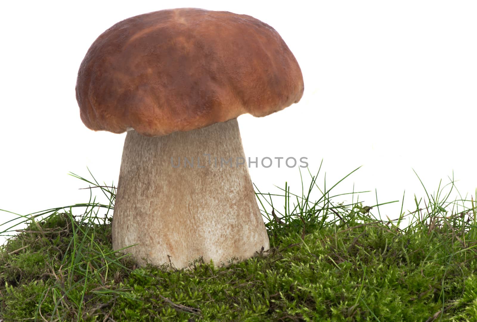 One big beautiful white fungus on the green grass. Presented on a white background