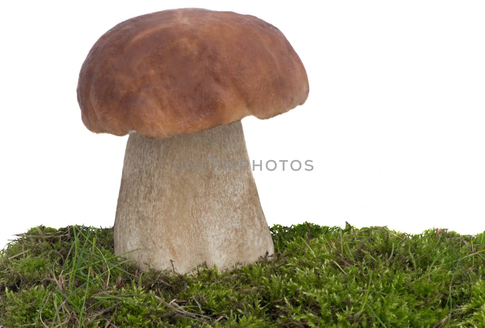 One big beautiful white fungus on the green grass. Presented on a white background