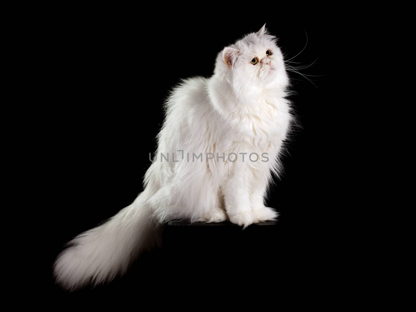 Adult house Persian cat of a white color on a black background with illumination by kontrovy light