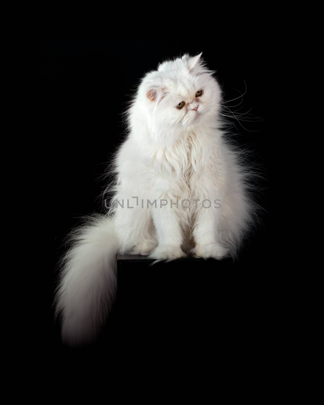 Adult house Persian cat of a white color on a black background with illumination by kontrovy light