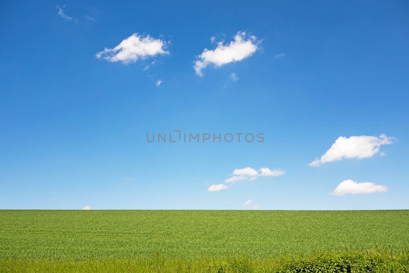 green meadow and blue sky with clouds