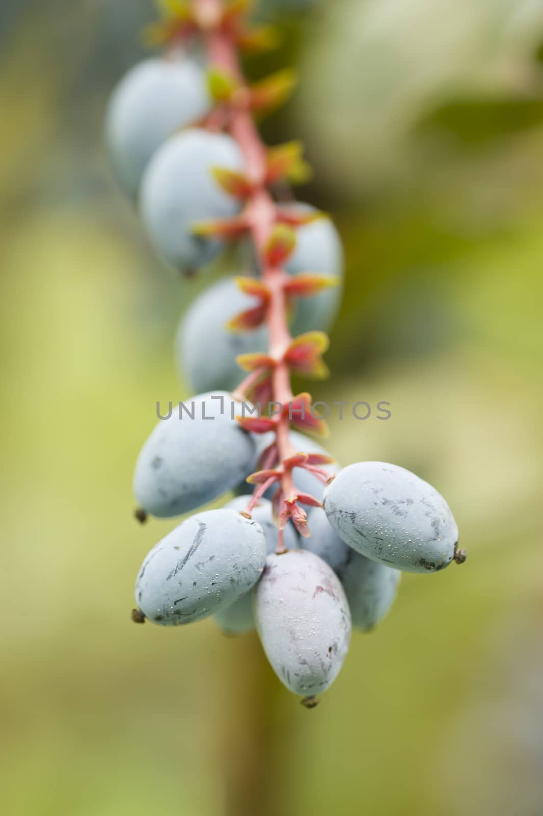 Ornamental Blue berries of a garden bush