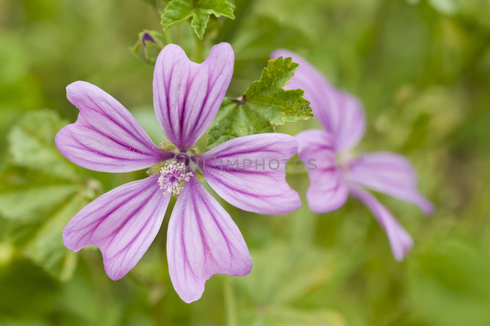 Flowers of Malva, herbaceous plants in the family Malvaceae mallow