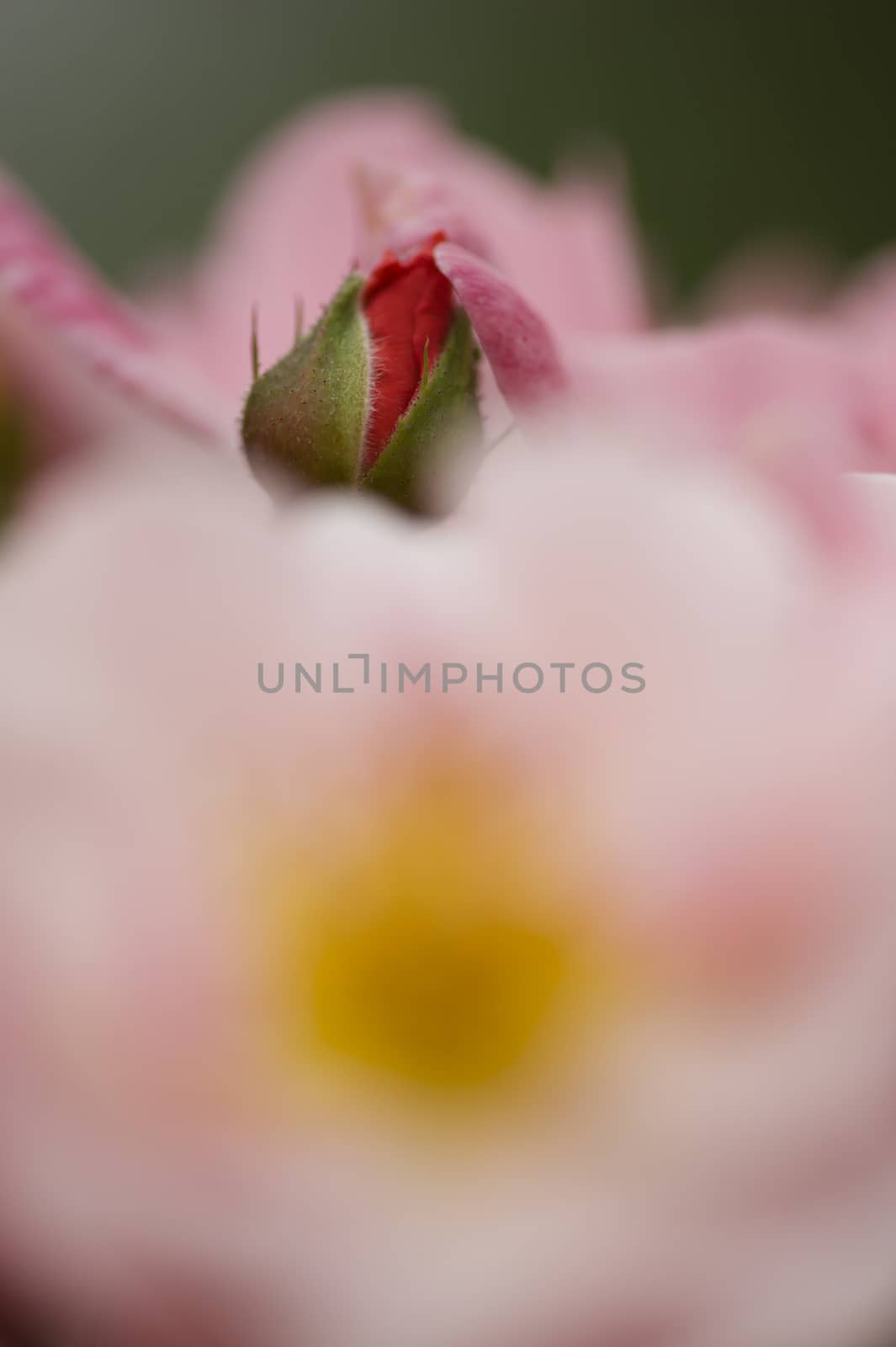 Close up of ornamental roses in full bloom