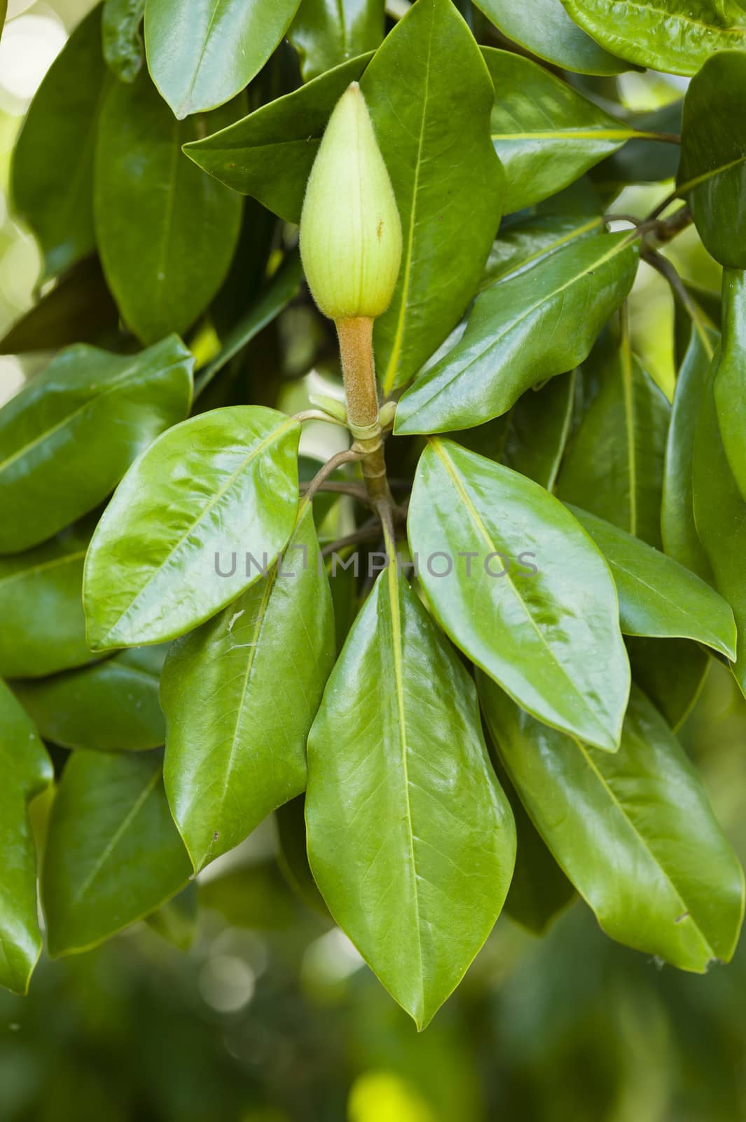 Magnolia grandiflora, commonly known as the southern magnolia or bull bay, is a tree of the family Magnoliaceae