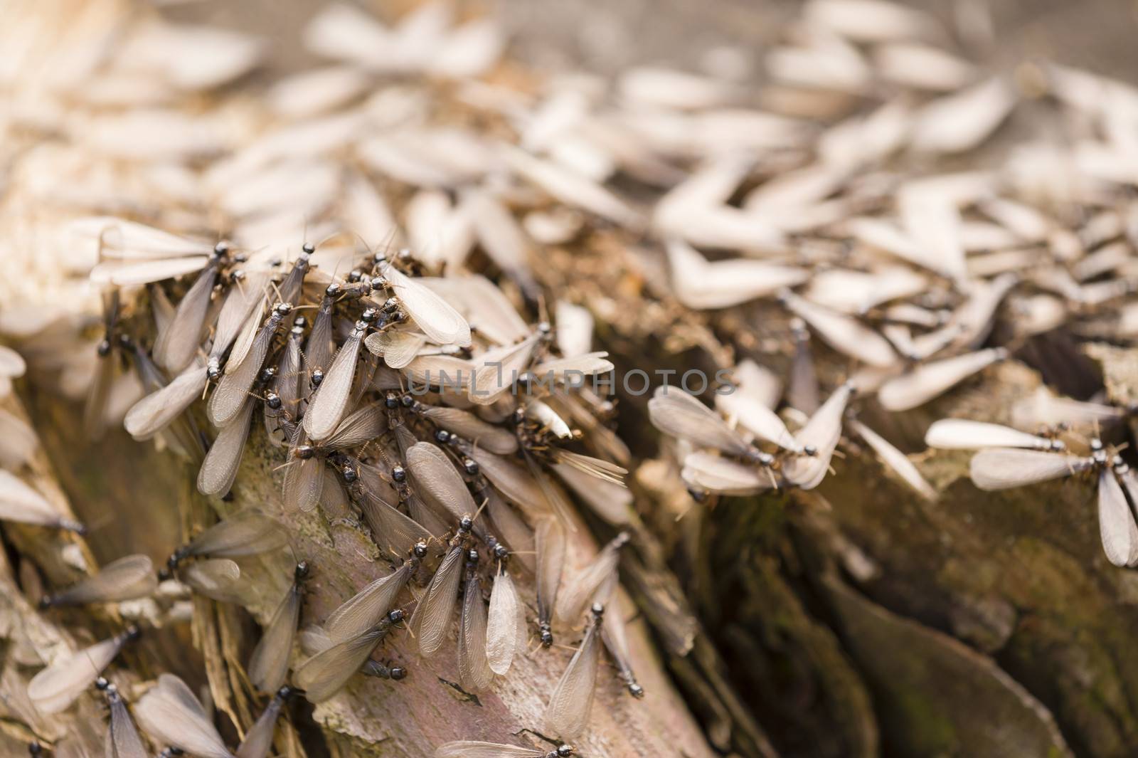 Winged, alate, reproductive caste of a European termite