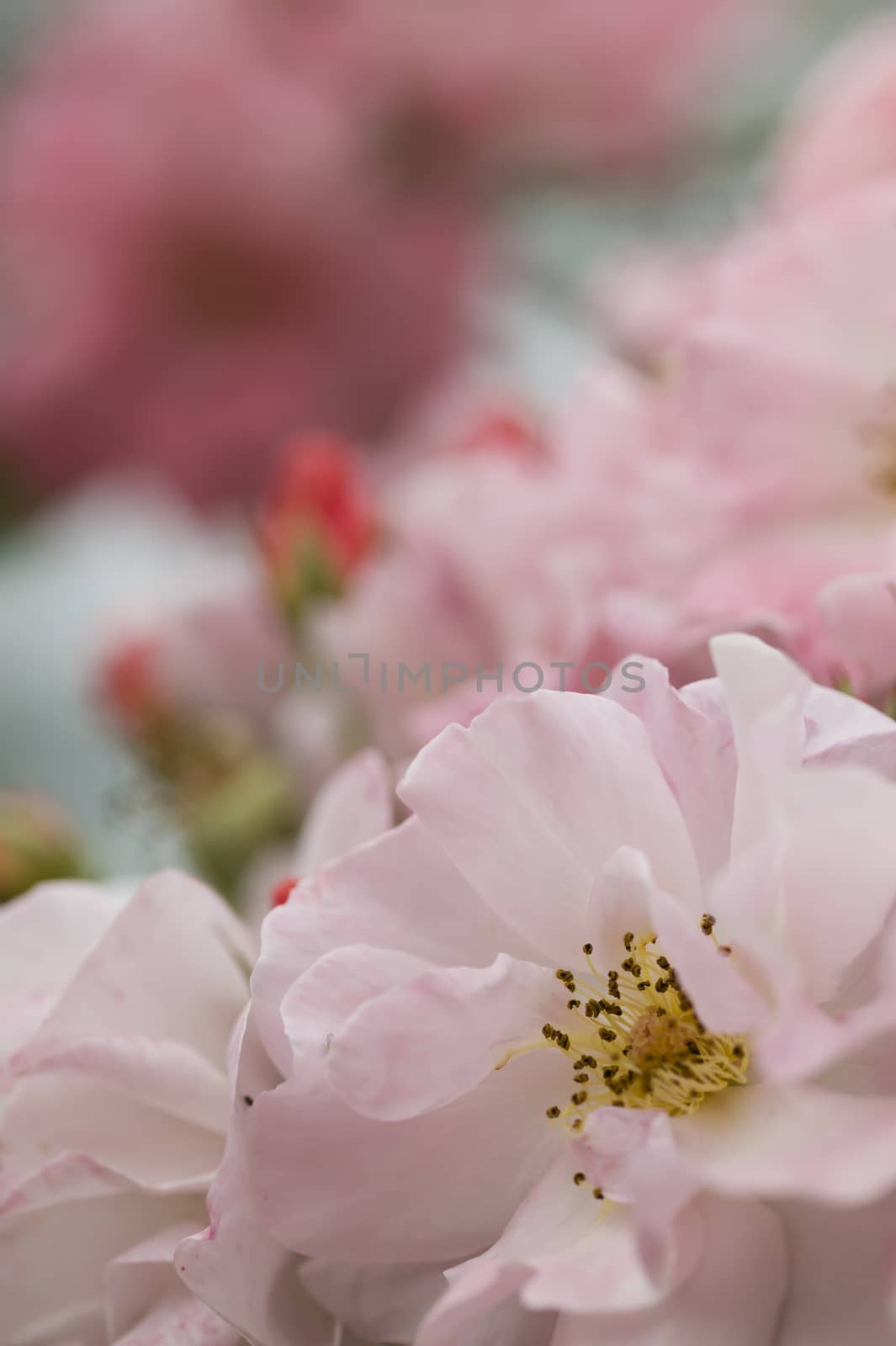 Close up of ornamental roses in full bloom