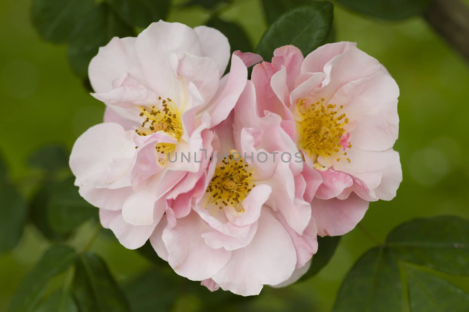 Close up of ornamental roses in full bloom
