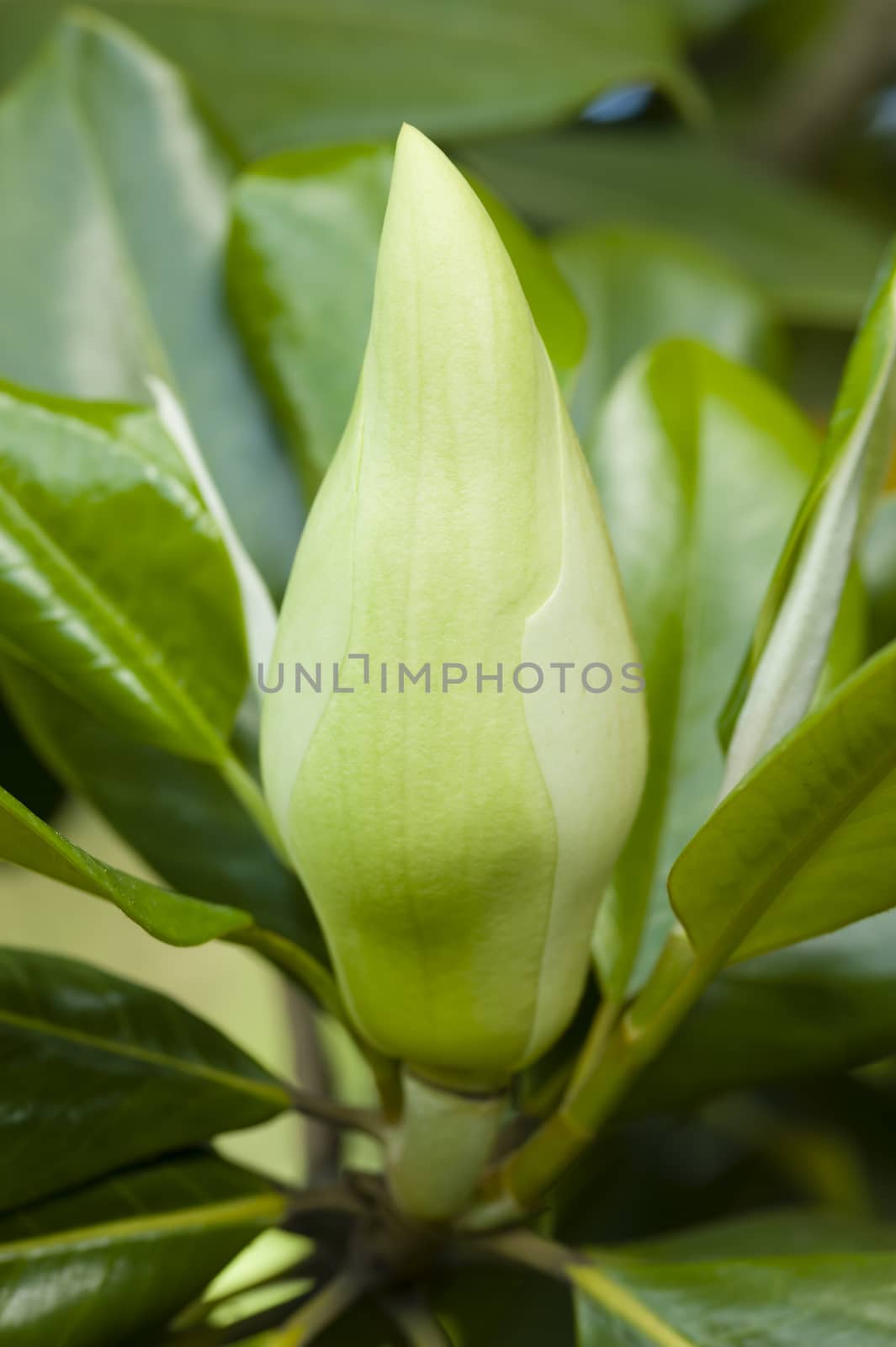 Magnolia grandiflora, commonly known as the southern magnolia or bull bay, is a tree of the family Magnoliaceae