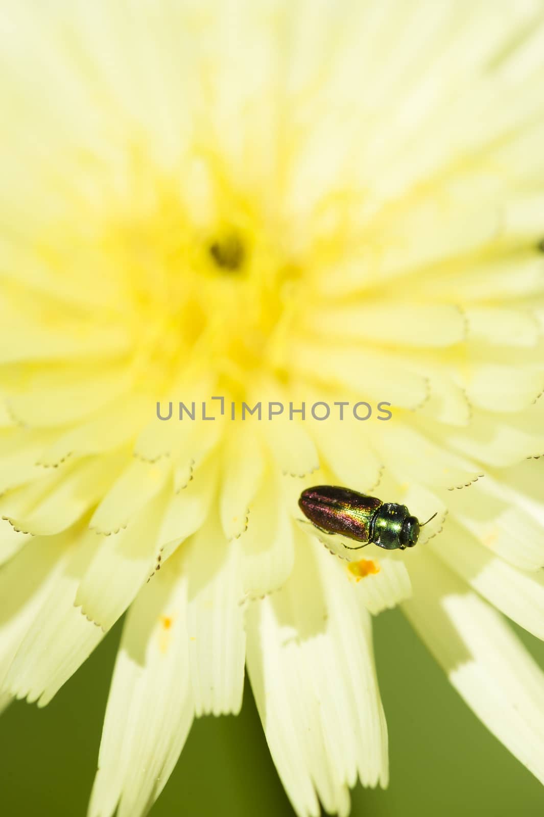 Small insect on dandelion flower