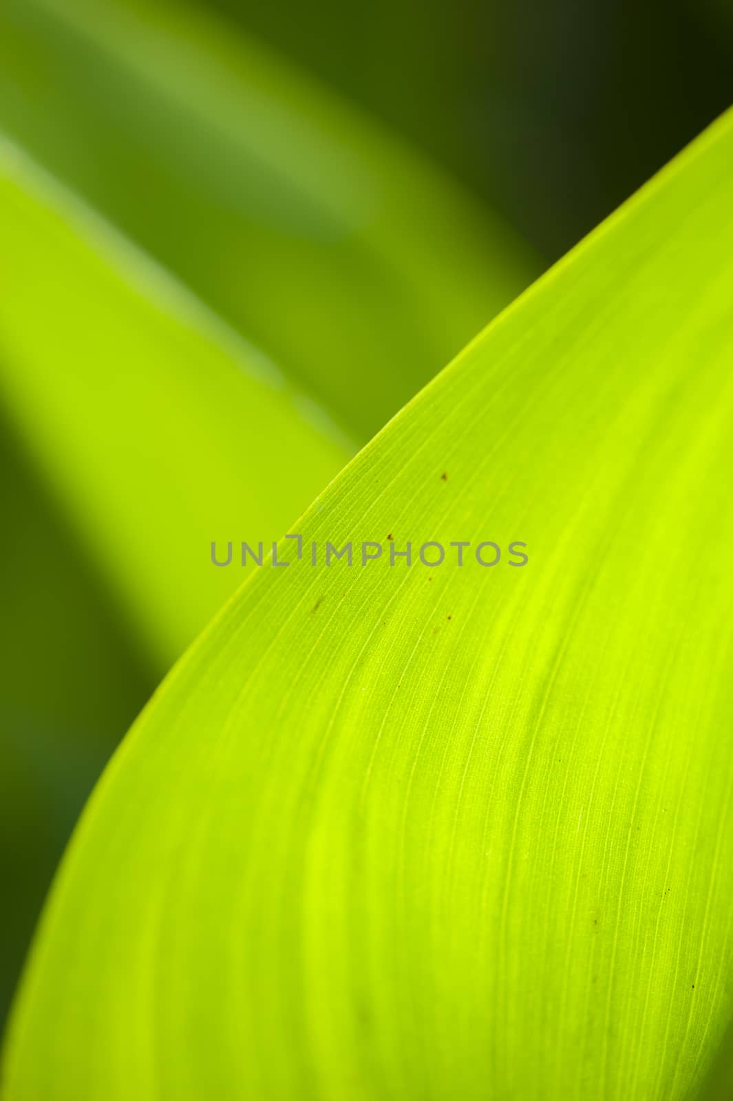 Detail of Green leaf edge in backlight
